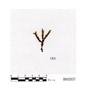 藏品(分瓣合葉蘚)的圖片